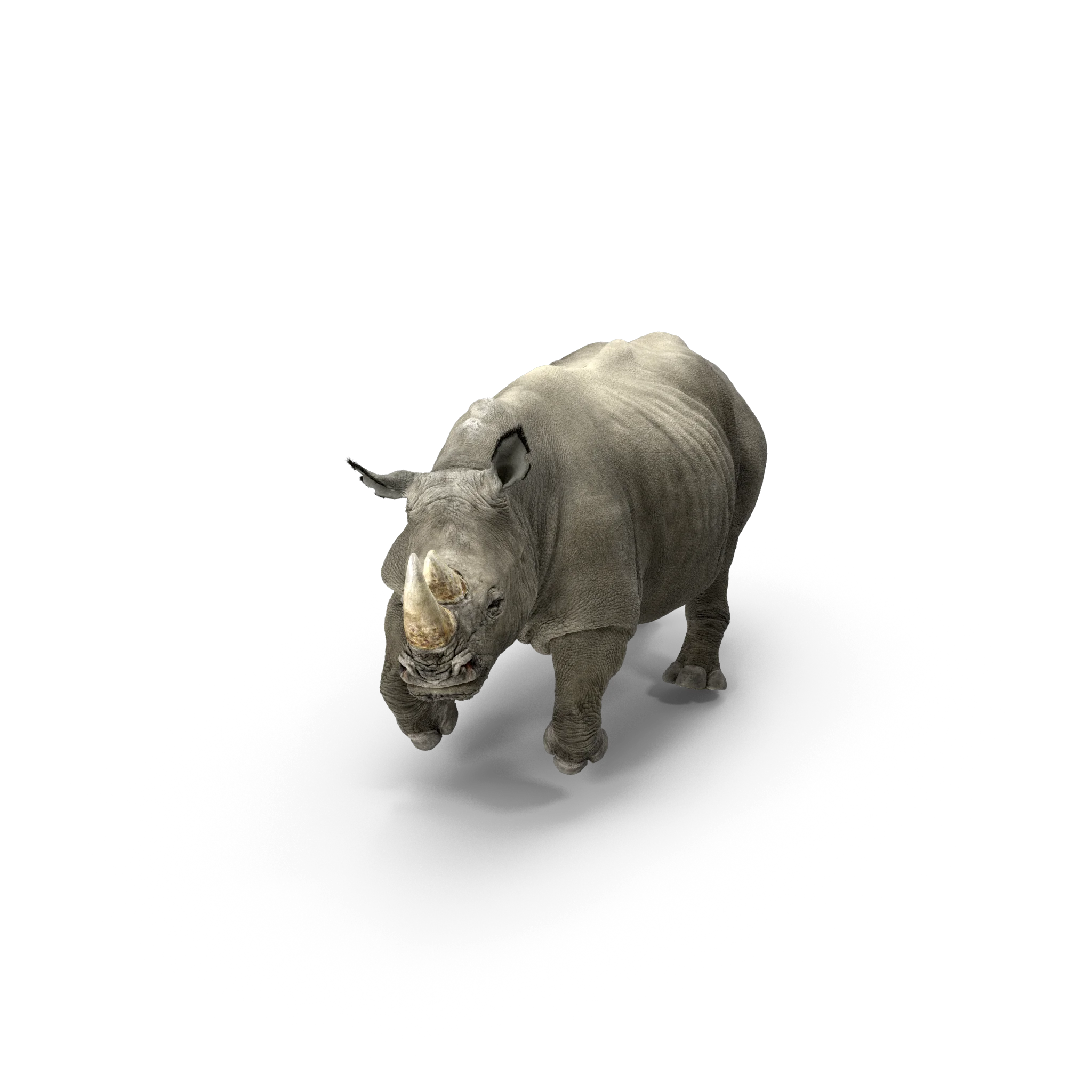 Rhino product